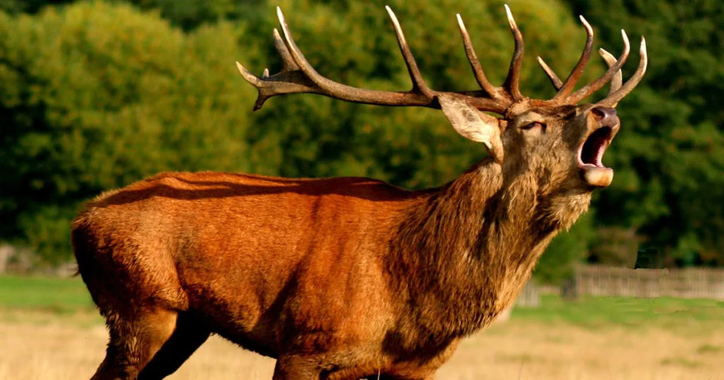 Soirée Brame du Cerf — Puivert