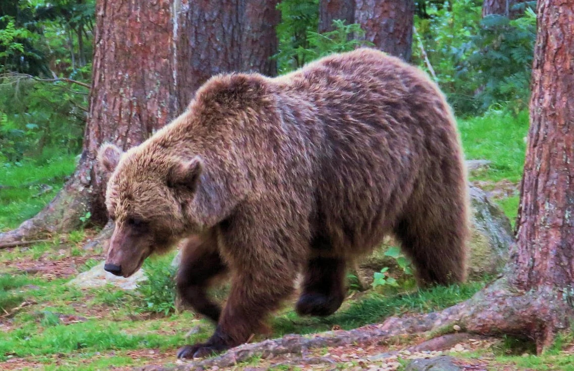 De l'ours du Roussillon à l'ours brun
