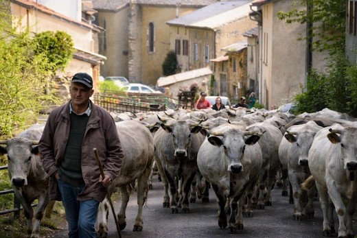 Transhumance